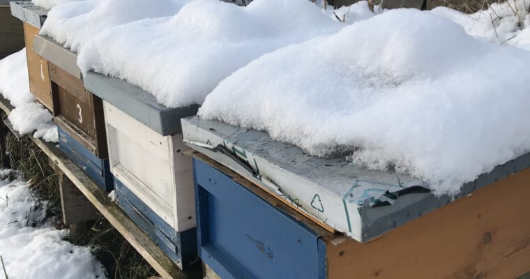 Bienen im Jahresverlauf